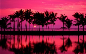棕櫚樹，素描，紅色的天空，夕陽，海 高清桌布