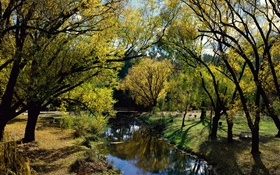 公園，河流，樹木，澳大利亞