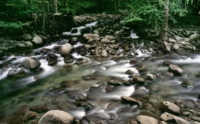 卵石，小溪，森林 桌布 圖片