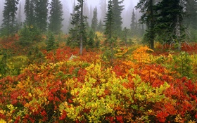 松樹，秋天，黎明，霧 高清桌布
