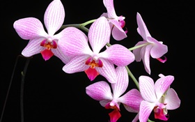 粉紅色的蝴蝶蘭，黑色背景 高清桌布