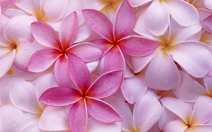 粉紅色和白色的雞蛋花的花瓣，水滴 桌布 圖片