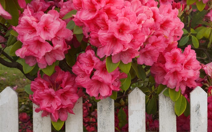 粉紅色的杜鵑花，圍欄 桌布 圖片