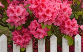 粉紅色的杜鵑花，圍欄 高清桌布