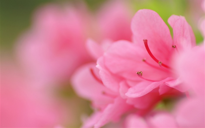 粉紅色的杜鵑花微距攝影 桌布 圖片