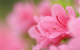 粉紅色的杜鵑花微距攝影