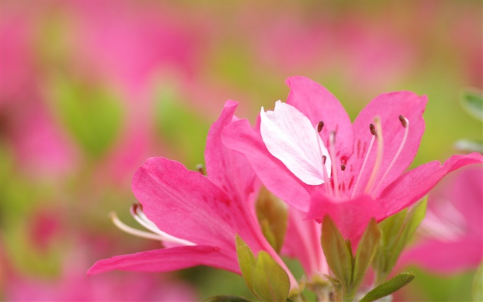 粉紅色的杜鵑花花瓣特寫 桌布 圖片