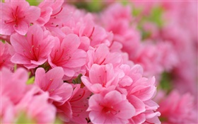 粉紅色的杜鵑花