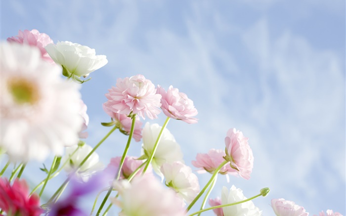 粉色康乃馨鮮花 桌布 圖片