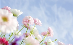 粉色康乃馨鮮花 高清桌布
