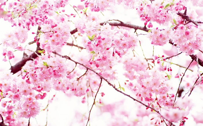粉紅色的櫻花盛開的花朵，春天 桌布 圖片
