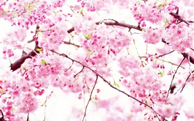 粉紅色的櫻花盛開的花朵，春天 高清桌布