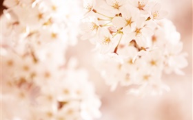 粉紅色的櫻花，背景虛化 高清桌布