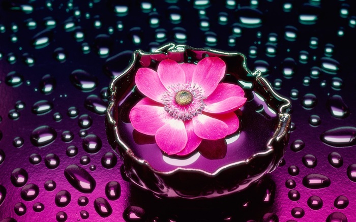 粉紅色花朵的特寫，水滴 桌布 圖片