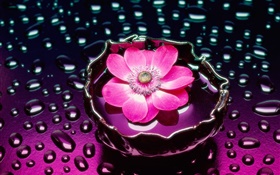 粉紅色花朵的特寫，水滴 高清桌布
