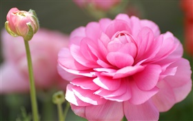 粉紅色的花微距攝影，花瓣，背景虛化