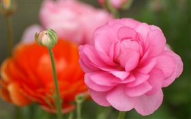 粉紅色的花朵特寫，背景虛化