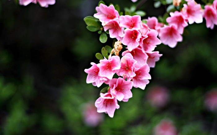 粉紅色的花朵，樹枝，春天 桌布 圖片
