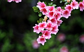 粉紅色的花朵，樹枝，春天 高清桌布