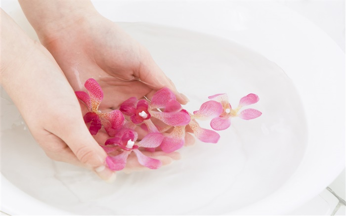 粉紅色的蘭花花瓣，水，手 桌布 圖片