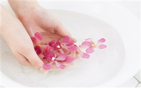 粉紅色的蘭花花瓣，水，手