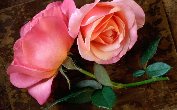 粉紅色的玫瑰花在木板上 桌布 圖片