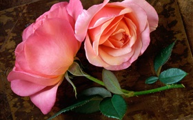 粉紅色的玫瑰花在木板上