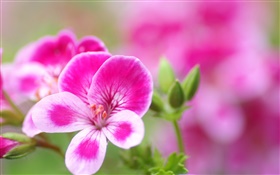 粉白色的花瓣的花朵的特寫