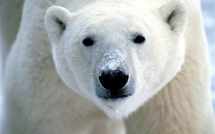 北極熊臉部特寫 桌布 圖片