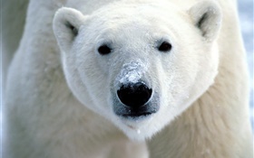 北極熊臉部特寫