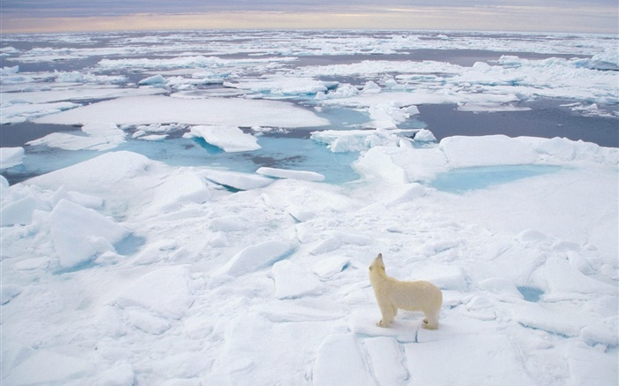 北極熊看海，厚厚的積雪 桌布 圖片
