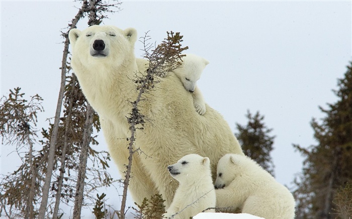 北極熊家庭，雪，幼崽 桌布 圖片