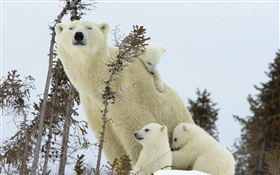 北極熊家庭，雪，幼崽 高清桌布