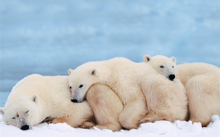 北極熊抱團取暖睡覺 桌布 圖片