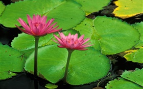 池塘，綠色的葉子，粉紅色的荷花 高清桌布