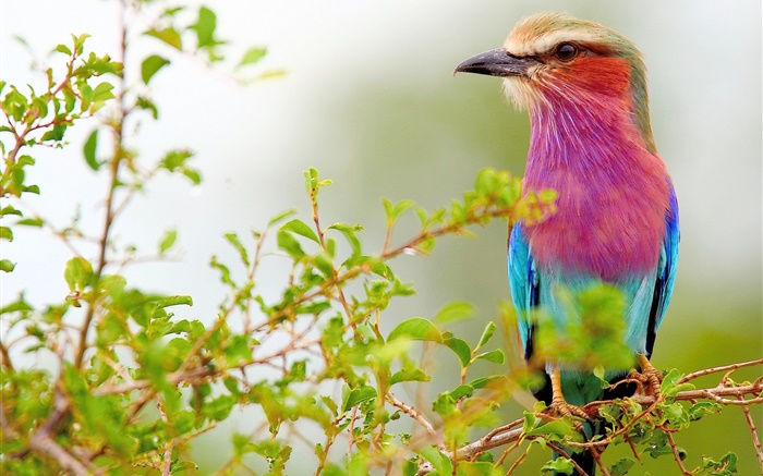 紫藍色羽毛的鳥，樹枝 桌布 圖片