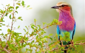 紫藍色羽毛的鳥，樹枝 高清桌布