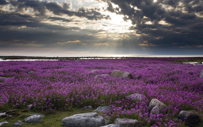 紫色的花場，怪石，雲海，太陽光線 桌布 圖片