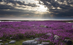 紫色的花場，怪石，雲海，太陽光線 高清桌布