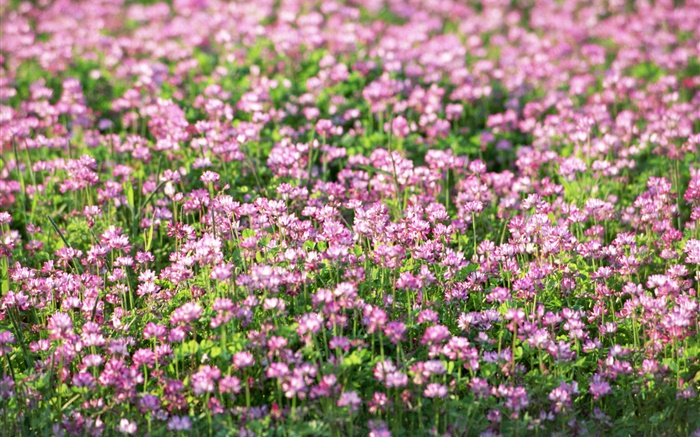 小紫野花，春天 桌布 圖片