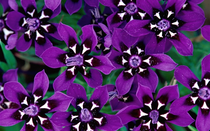 紫色的花瓣的花朵的特寫 桌布 圖片