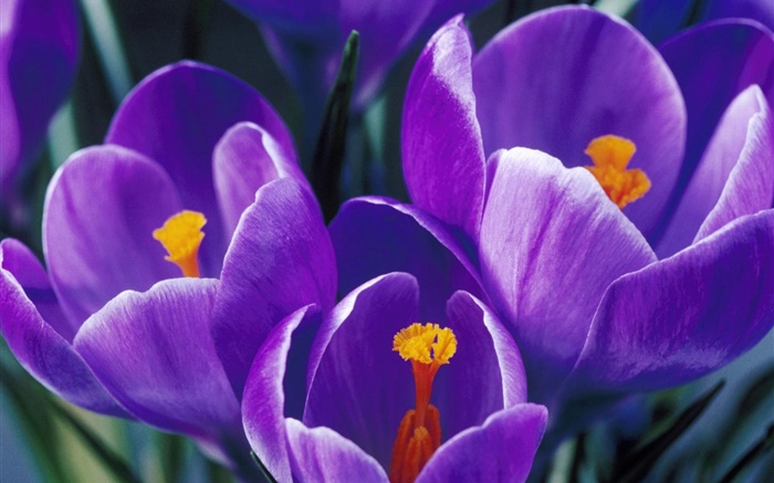 紫色鬱金香花瓣特寫 桌布 圖片