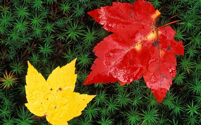 紅色和黃色的楓葉，草，秋 桌布 圖片