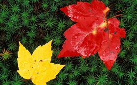 紅色和黃色的楓葉，草，秋