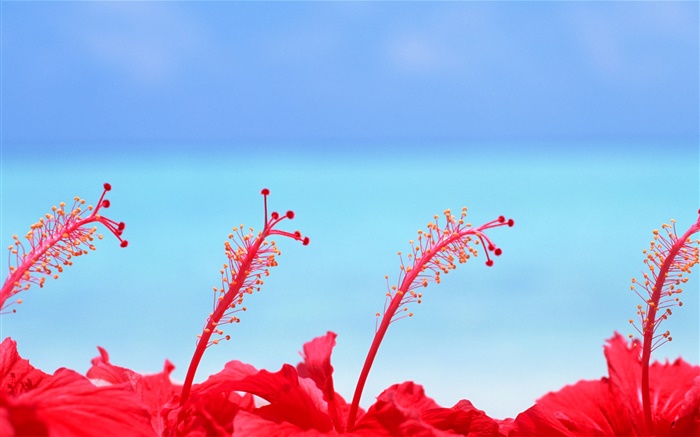 紅花，藍天，馬爾代夫 桌布 圖片