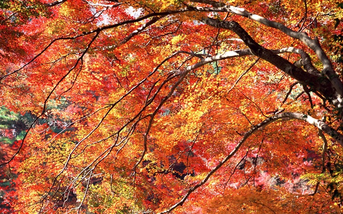 紅葉秋天，樹木 桌布 圖片