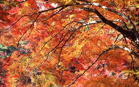 紅葉秋天，樹木 高清桌布