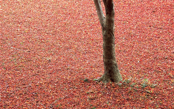 紅葉在地面，樹木，秋天 桌布 圖片