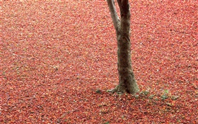 紅葉在地面，樹木，秋天 高清桌布