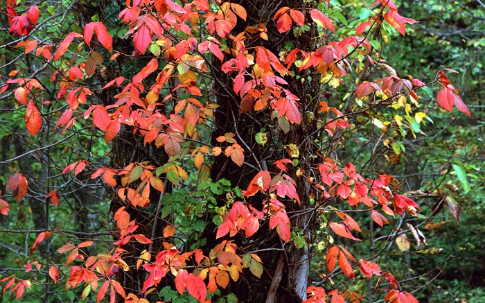 紅色的樹葉，樹木，樹枝，秋 桌布 圖片